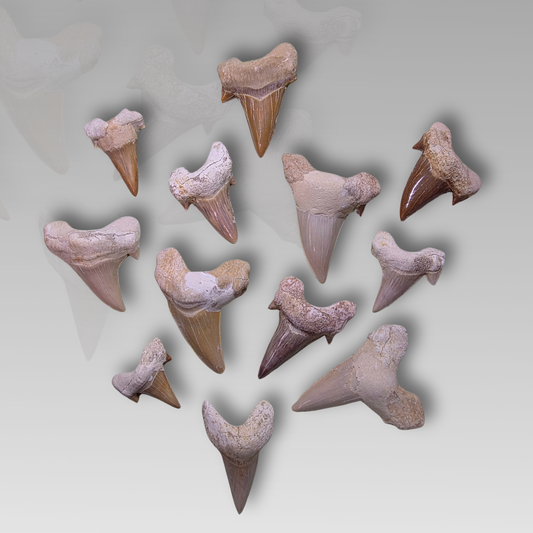 Fossil Shark Tooth